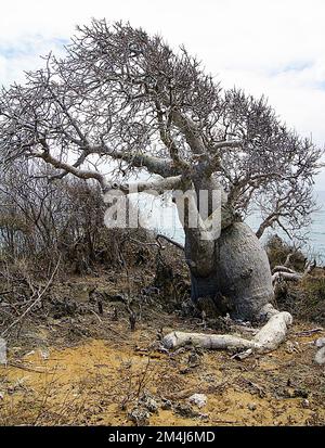 Baobab, Drei Buchten, Diego Suarez, Madagaskar Stockfoto