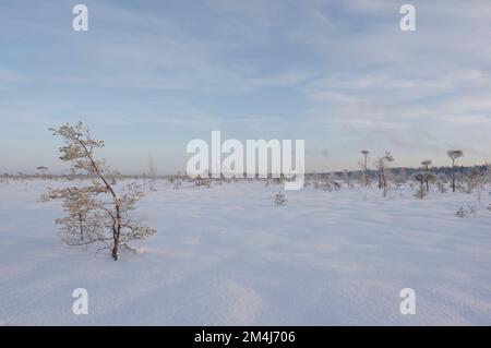 Wintermoorlandschaft in Estland Stockfoto