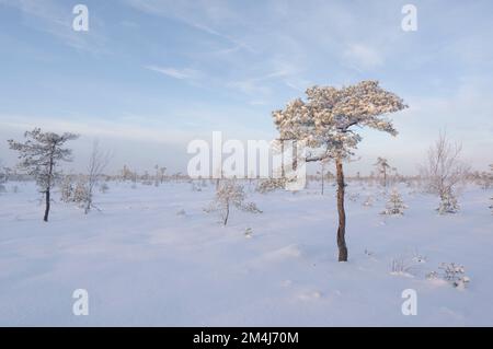 Wintermoorlandschaft in Estland Stockfoto