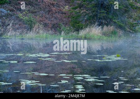 Im Frühling in einem Biberteich im Großraum Sudbury, Ontario, Kanada, spiegeln sich die Uferlinien vor der Dämmerung wider Stockfoto