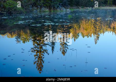 Küstenreflexionen bei Sonnenaufgang in einem Biberteich im Frühling, Greater Sudbury, Ontario, Kanada Stockfoto