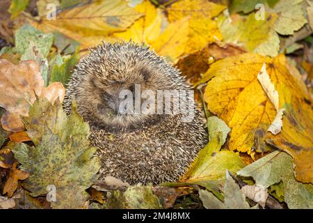 Igel, wissenschaftliche Bezeichnung: Erinaceus Europaeus. Nahaufnahme eines wilden, einheimischen, europäischen Igels, der im Winter Winterschlaf hält und von farbenfrohem Au umgeben ist Stockfoto