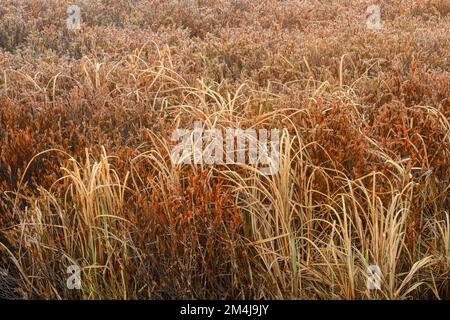 Leatherleaf Moor im Frühling, Greater Sudbury, Ontario, Kanada Stockfoto