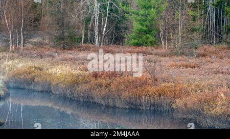 Leatherleaf Moor im Frühling, Greater Sudbury, Ontario, Kanada Stockfoto