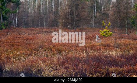 Leatherleaf Moor im Frühling, Greater Sudbury, Ontario, Kanada Stockfoto