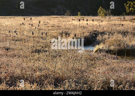 Frostvegetation in einem Feuchtgebiet im Frühling, Greater Sudbury, Ontario, Kanada Stockfoto