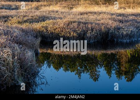 Frostvegetation in einem Feuchtgebiet im Frühling, Greater Sudbury, Ontario, Kanada Stockfoto