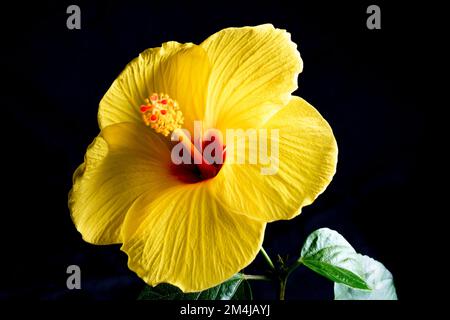 Hawaiianischer Hibiskus. Der gelbe Hibiskus ist Hawaiis Staatsblume. Isoliert auf schwarzem Hintergrund Stockfoto