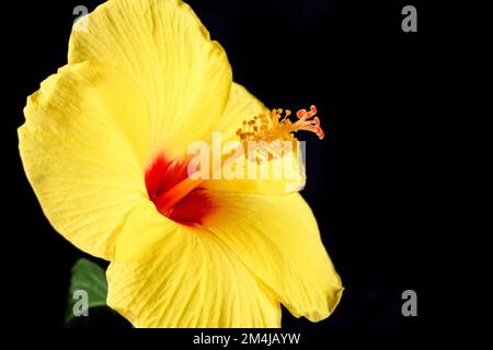 Hawaiianischer Hibiskus. Der gelbe Hibiskus ist Hawaiis Staatsblume. Isoliert auf schwarzem Hintergrund Stockfoto