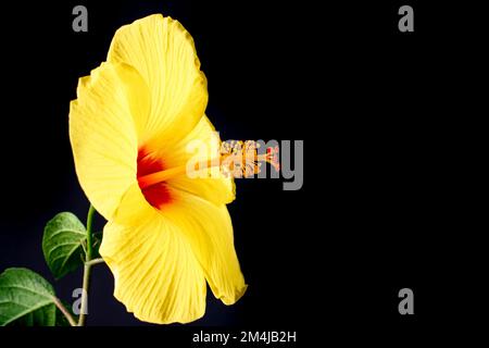 Hawaiianischer Hibiskus. Der gelbe Hibiskus ist Hawaiis Staatsblume. Isoliert auf schwarzem Hintergrund Stockfoto