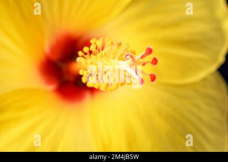 Hawaiianischer Hibiskus. Der gelbe Hibiskus ist Hawaiis Staatsblume. Stockfoto