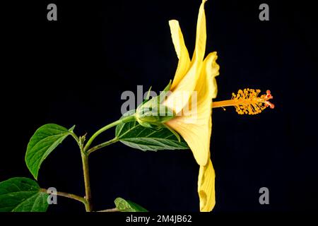 Hawaiianischer Hibiskus. Der gelbe Hibiskus ist Hawaiis Staatsblume. Isoliert auf schwarzem Hintergrund Stockfoto