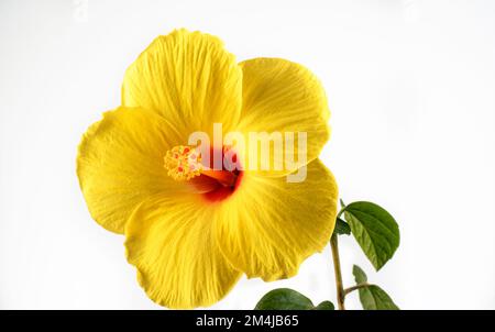 Hawaiianischer Hibiskus. Der gelbe Hibiskus ist Hawaiis Staatsblume. Isoliert auf weißem Hintergrund Stockfoto