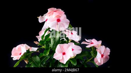 Vinca ist eine Gattung blühender Pflanzen der Familie Apocynaceae, die in Europa, Nordwestafrika und Südwestasien heimisch ist. Der englische Name ist Periwinkle. Stockfoto