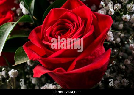 Nahaufnahme von einer roten rose Stockfoto