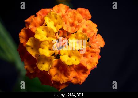 Lantana camara, gemeinhin lantana genannt, ist ein Strauch der Gattung Lantana. Es ist in Mittel- und Südamerika heimisch. Sie ist in der Liste der 100 enthalten Stockfoto