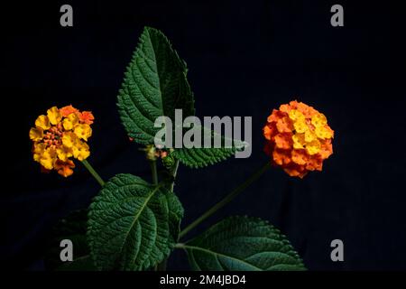 Lantana camara, gemeinhin lantana genannt, ist ein Strauch der Gattung Lantana. Es ist in Mittel- und Südamerika heimisch. Sie ist in der Liste der 100 enthalten Stockfoto