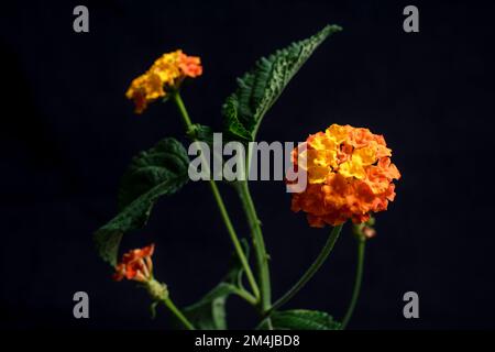 Lantana camara, auch lantana genannt, ist ein Strauch der Gattung Lantana. Es stammt aus Mittel- und Südamerika und ist in die Liste der 100 aufgenommen Stockfoto