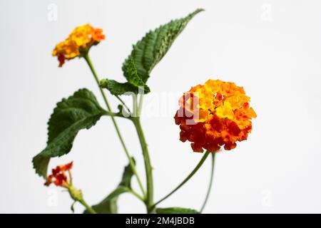 Lantana camara, auch lantana genannt, ist ein Strauch der Gattung Lantana. Es stammt aus Mittel- und Südamerika und ist in die Liste der 100 aufgenommen Stockfoto