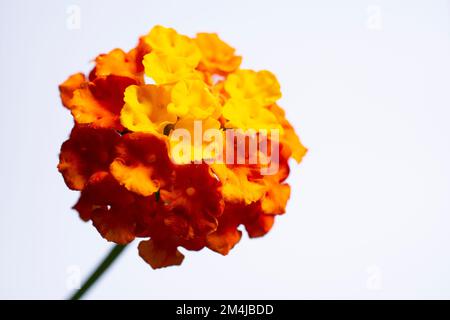 Lantana camara, auch lantana genannt, ist ein Strauch der Gattung Lantana. Es stammt aus Mittel- und Südamerika und ist in die Liste der 100 aufgenommen Stockfoto