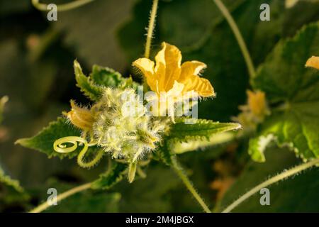 Gurkenblume. Bio-Gurkenpflanze. Gurke, Cucumis sativus, ist eine weit verbreitete Kriechpflanze der Cucurbitaceae-Familie, die U ist Stockfoto