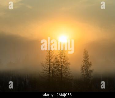 Leatherleaf Moor im Frühling, östliche Lärchen, Greater Sudbury, Ontario, Kanada Stockfoto