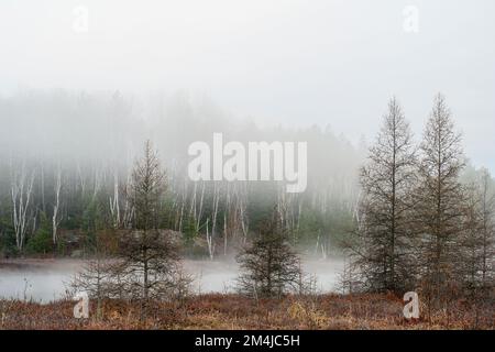 Leatherleaf Moor im Frühling, östliche Lärchen, Greater Sudbury, Ontario, Kanada Stockfoto