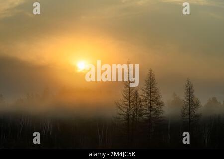 Leatherleaf Moor im Frühling, östliche Lärchen, Greater Sudbury, Ontario, Kanada Stockfoto