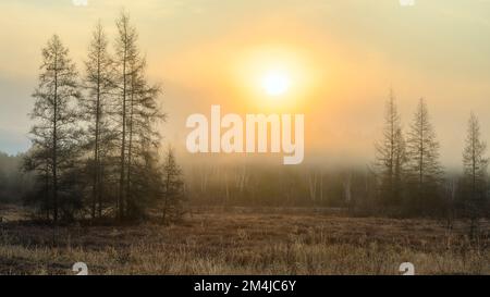 Leatherleaf Moor im Frühling, östliche Lärchen, Greater Sudbury, Ontario, Kanada Stockfoto