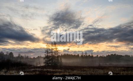 Leatherleaf Moor im Frühling, östliche Lärchen, Greater Sudbury, Ontario, Kanada Stockfoto