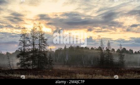 Leatherleaf Moor im Frühling, östliche Lärchen, Greater Sudbury, Ontario, Kanada Stockfoto