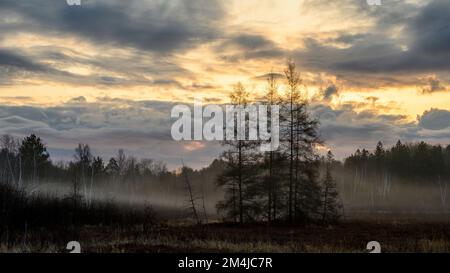 Leatherleaf Moor im Frühling, östliche Lärchen, Greater Sudbury, Ontario, Kanada Stockfoto