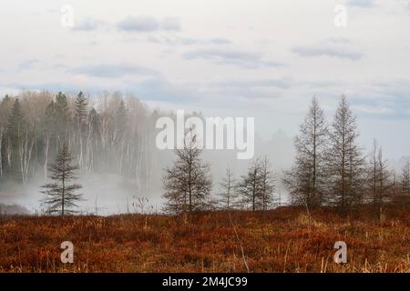 Leatherleaf Moor im Frühling, östliche Lärchen, Greater Sudbury, Ontario, Kanada Stockfoto