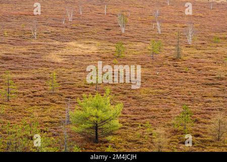 Leatherleaf Moor im Frühling, Pinien, Greater Sudbury, Ontario, Kanada Stockfoto