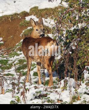Roe Deer Buck im Winter in den Cotswold Hills Gloucestershire UK Stockfoto