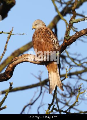 Roter Drachen in einem alten Baum in den Cotswold Hills während der Winterzeit Stockfoto