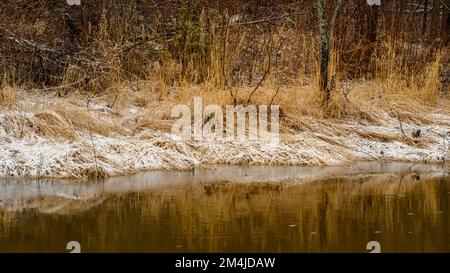 Ein Schneestaub auf den Gräsern entlang des Ufers eines kleinen Bachs, Nasseis, Greater Sudbury, Ontario, Kanada Stockfoto