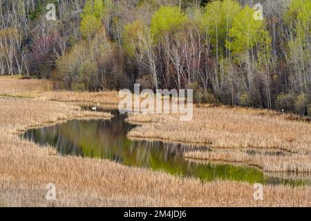 Spring Hillside im Spiegel von Lily Creek, Greater Sudbury, Ontario, Kanada Stockfoto