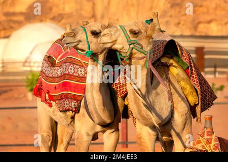 Zwei Kamele in der Wadi Rum Wüste in Jordanien, Profilporträt Stockfoto