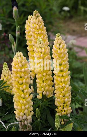 Gelbe Lupinenblumen im Frühlingssonnenschein Stockfoto