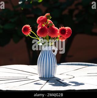 Nahaufnahme von roten kleinen Dahlien in Vase auf dem Tisch im Sommergarten Stockfoto