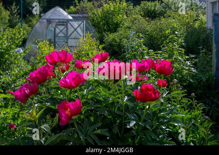 Krautige Pfingstrosen, Scharlach O Hara in Blumen Stockfoto