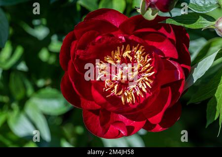 Paeonia Buckeye Belle blüht im Garten. Paeonia lactiflora Chinesische Pfingstrose oder gemeinsame GartenPfingstrose Stockfoto