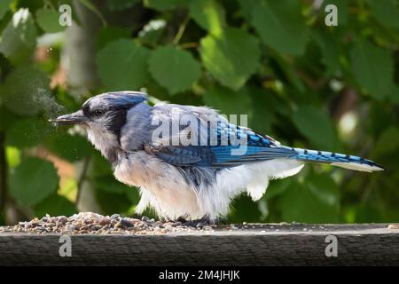 Blue Jay Chicks Stockfoto