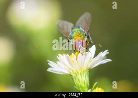 Common European Greenbottle Fly (Lucilia sericata) auf einem Blumenkopf Stockfoto