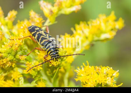 Johannisbrot (Megacyllene Robiniae) on Canada Goldenrod (Solidago Canadensis) Stockfoto