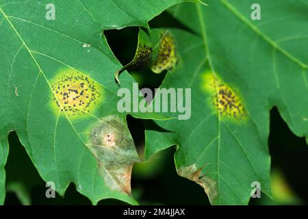 Teerfleckpilze (Rhytisma) auf Ahornblättern Stockfoto