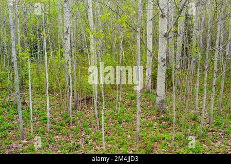 Junge Aspenstämme im Frühling, Greater Sudbury, Ontario, Kanada Stockfoto