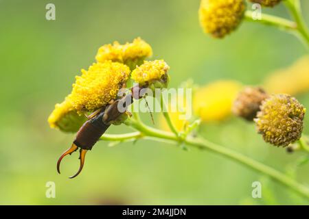 Europäische Earwig (Forficula Auricularia), Fütterung von Tansopflanze (Tanacetum Vulgare) Stockfoto