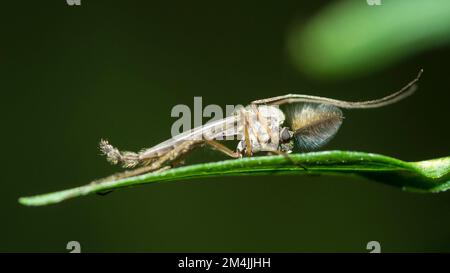 Nicht beißender Midge auf einem Blatt, Gattung Chironomus Stockfoto